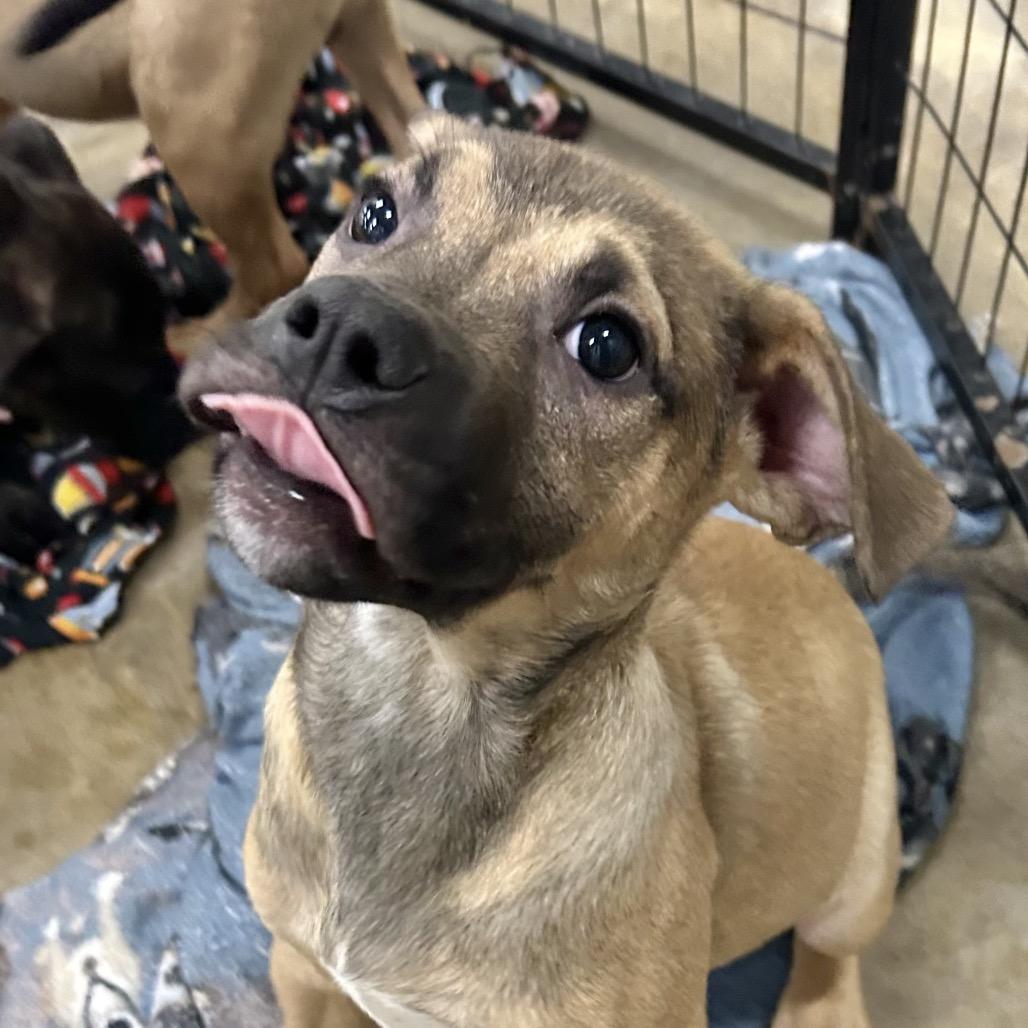 Enlarge Marco, a Adoptable Hound in Parrish, AL image 3/6