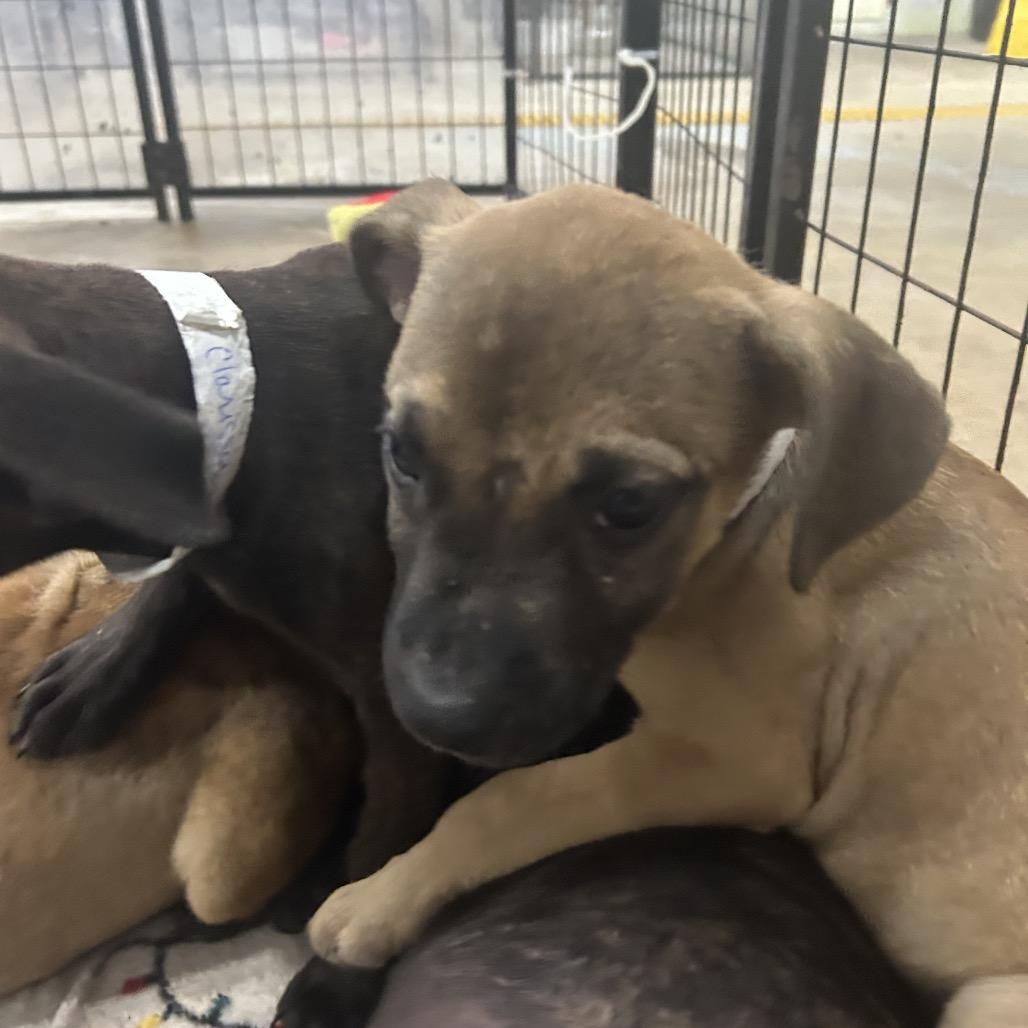 Enlarge Marco, a Adoptable Hound in Parrish, AL image 4/6