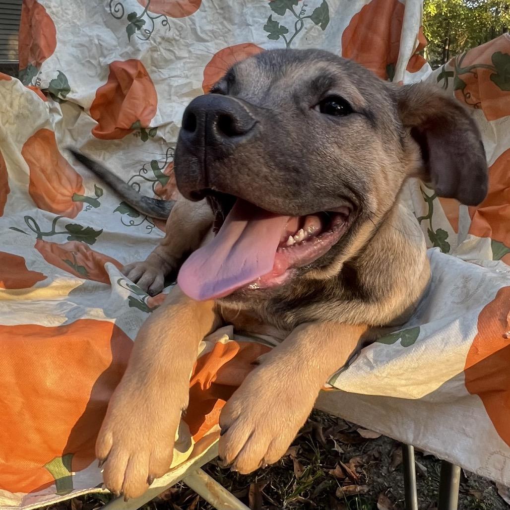 Enlarge Marco, a Adoptable Hound in Parrish, AL image 5/6
