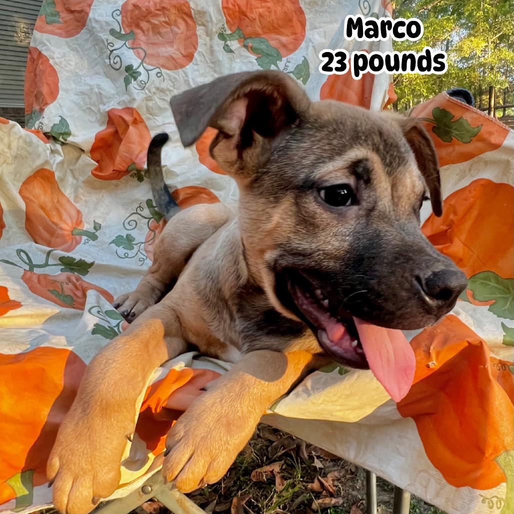 Enlarge Marco, a Adoptable Hound in Parrish, AL image 6/6