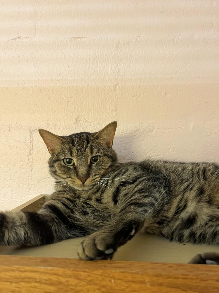 Odin III, Adoptable, Adult Male Domestic Short Hair.