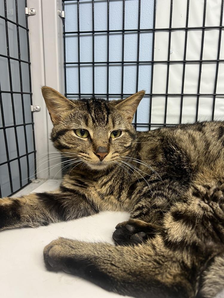 Odin III, a Adoptable mixed breed in West Mifflin, PA image 2/3