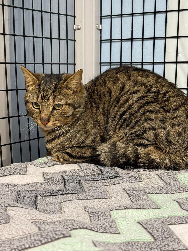 Odin III, a Adoptable mixed breed in West Mifflin, PA image 3/3