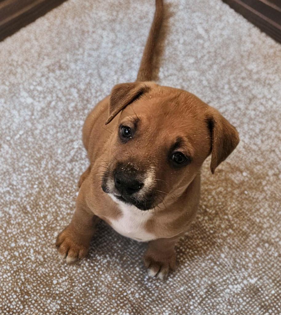 Enlarge Peanut , a ADOPTABLE Australian Cattle Dog / Blue Heeler in San Antonio, TX image 3/5