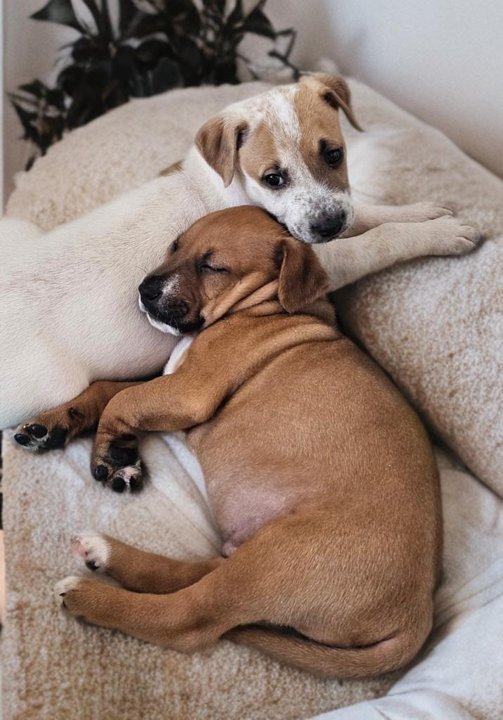 Enlarge Peanut , a ADOPTABLE Australian Cattle Dog / Blue Heeler in San Antonio, TX image 4/5