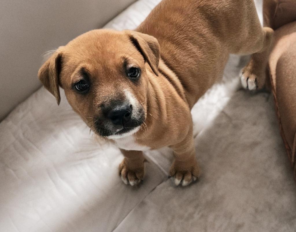 Peanut , ADOPTABLE, Puppy Male Australian Cattle Dog / Blue Heeler.