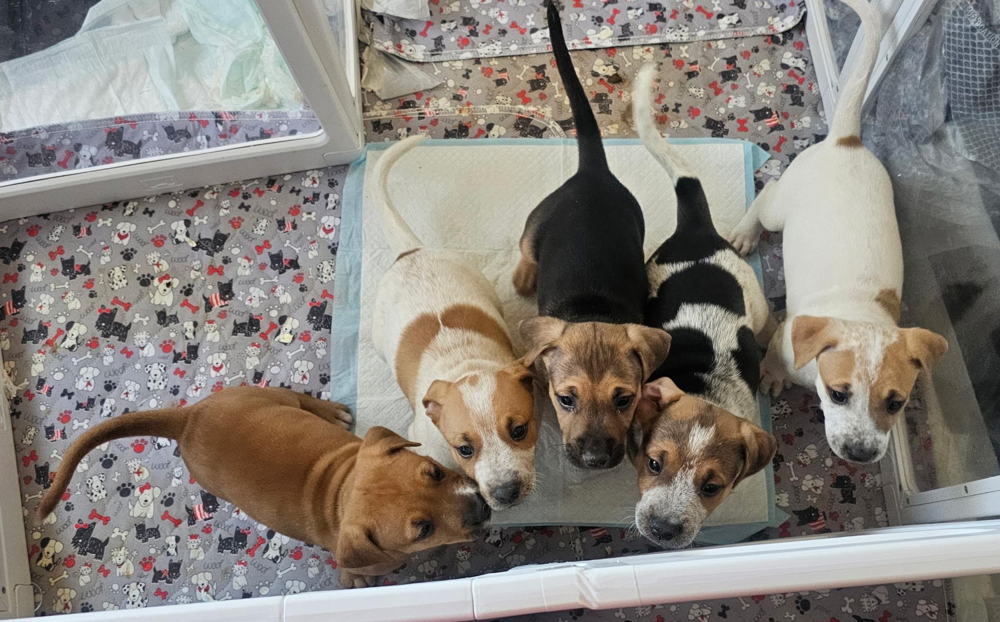 Enlarge Peanut , a ADOPTABLE Australian Cattle Dog / Blue Heeler in San Antonio, TX image 5/5