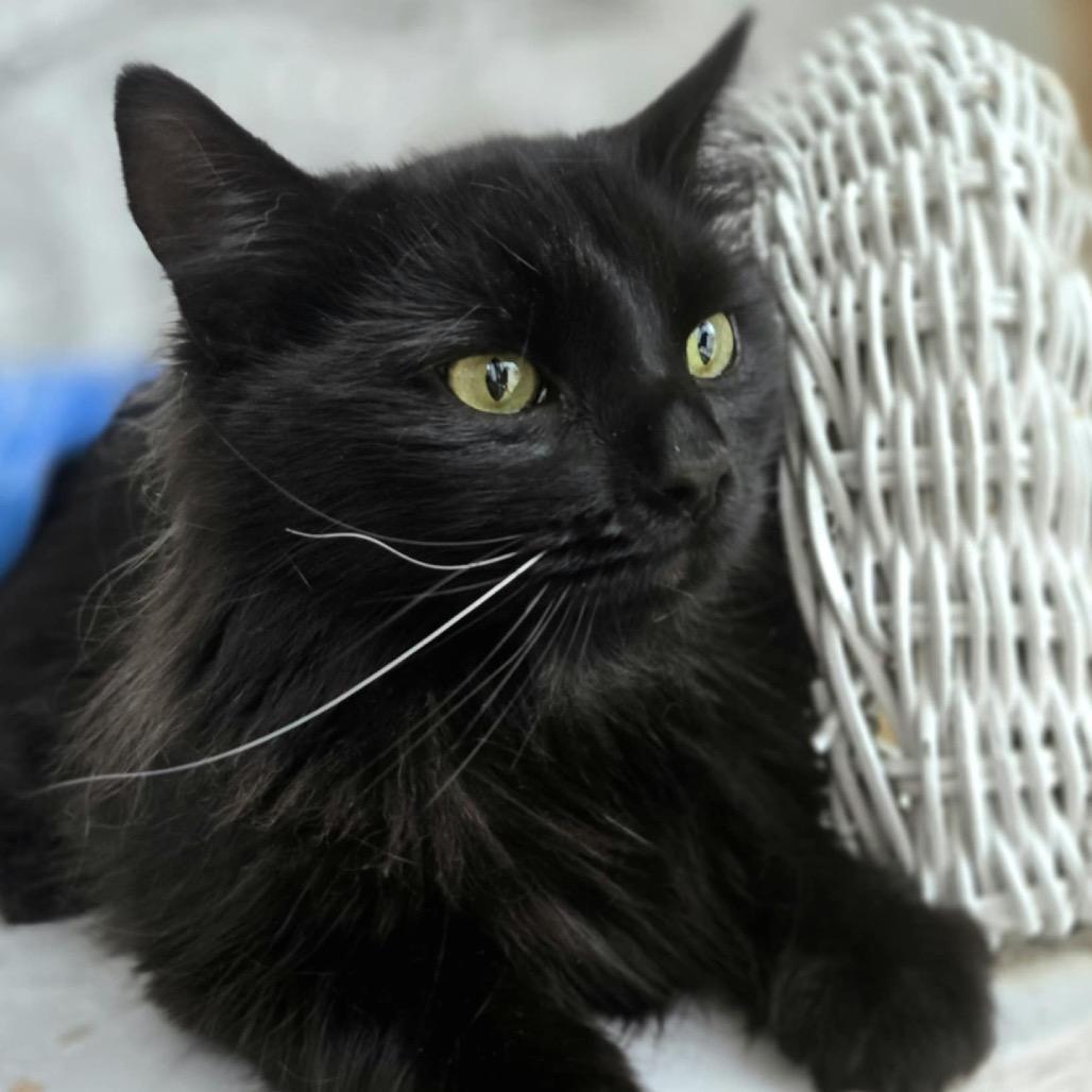 Midwest Meower 55470, Adoptable, Adult Male Domestic Long Hair.