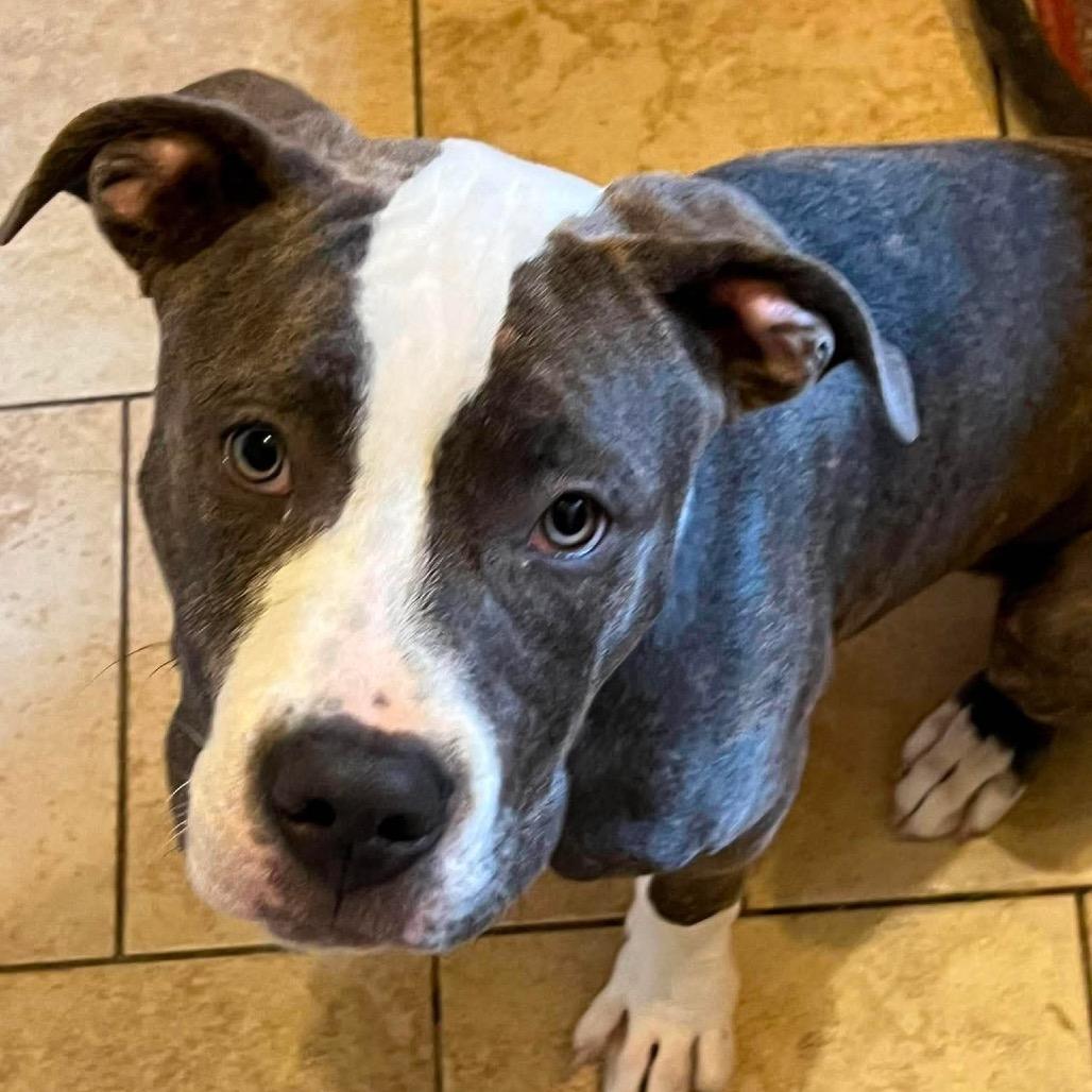 Derpy, Adoptable, Young Male Pit Bull Terrier.