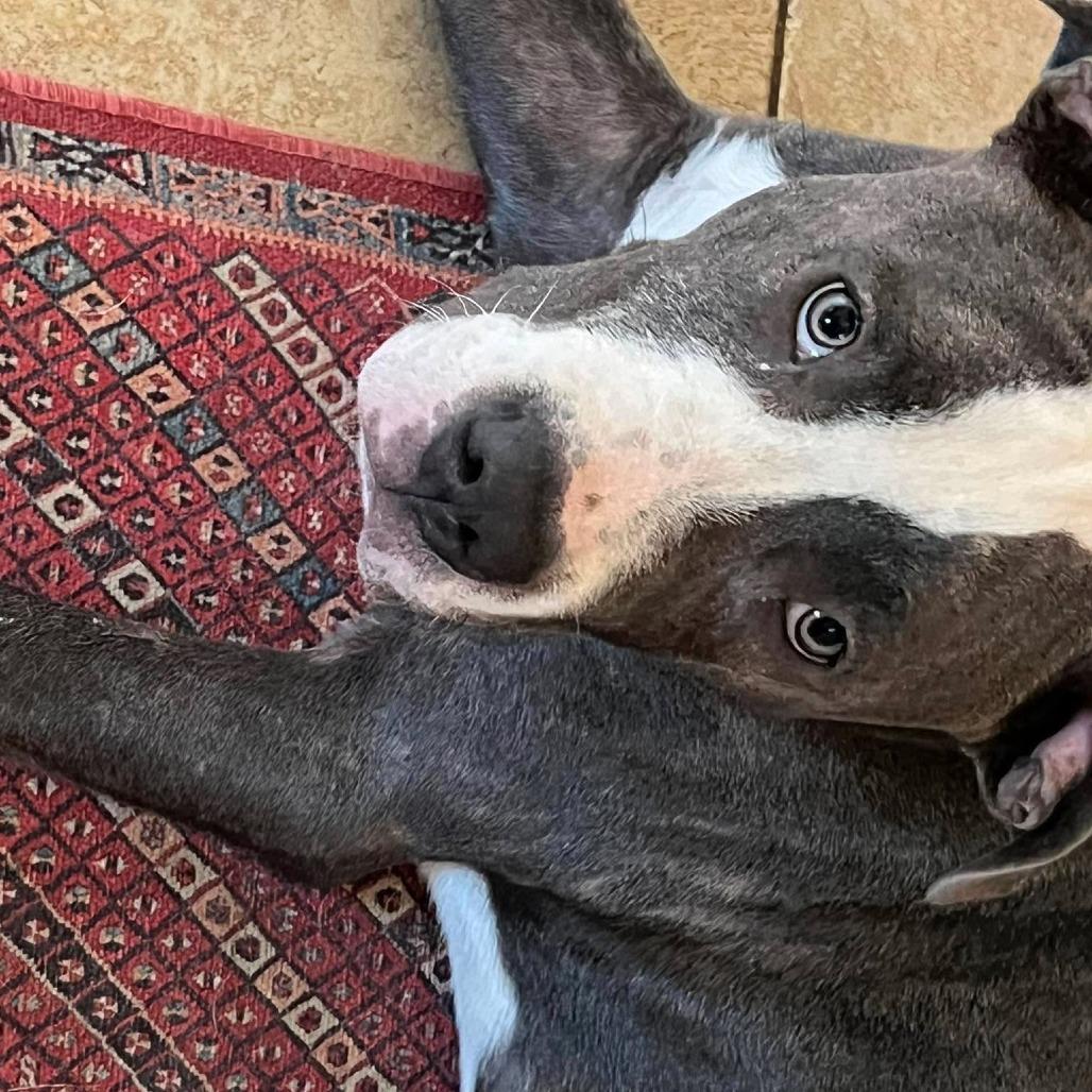 Derpy, a Adoptable Pit Bull Terrier in Overland Park, KS image 2/5