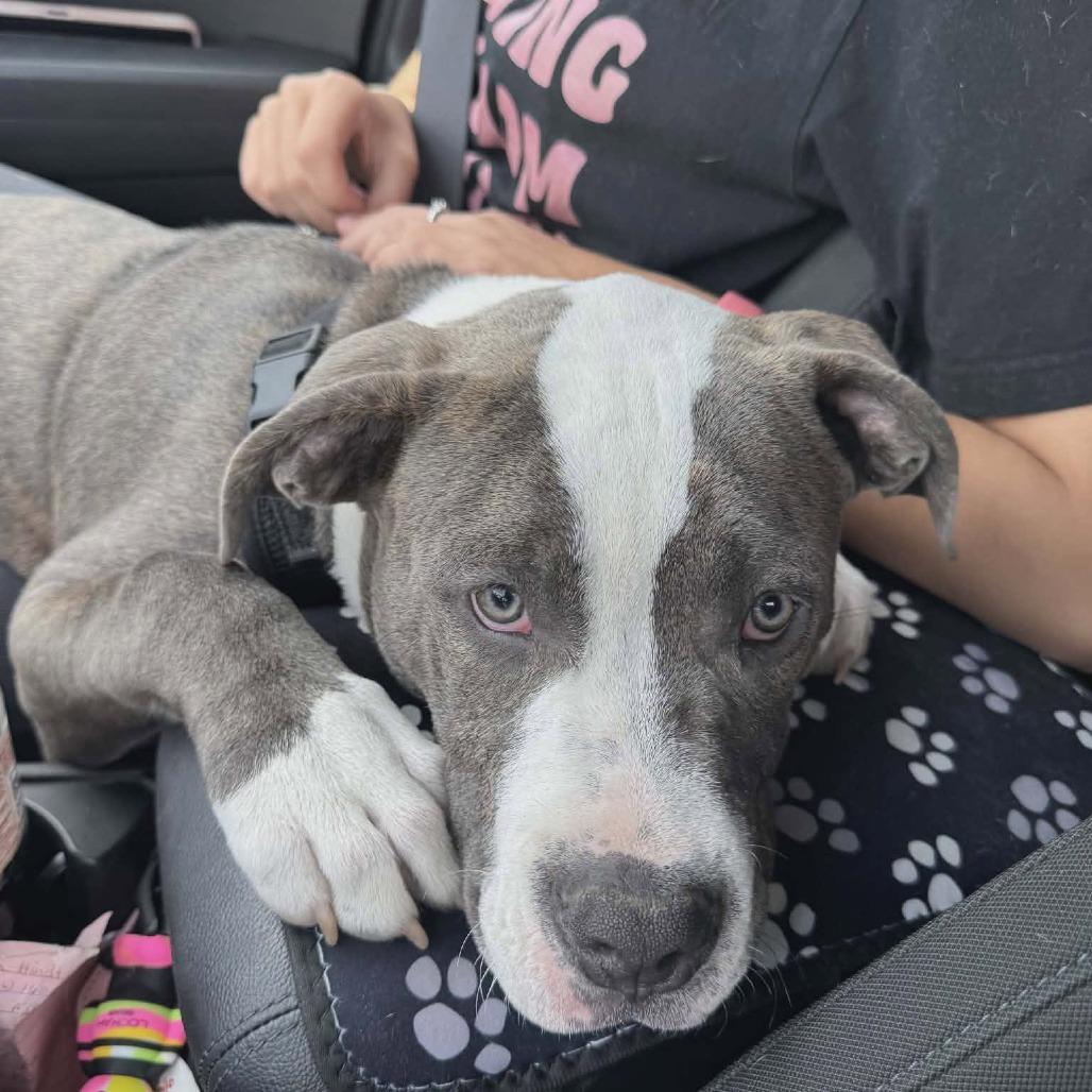 Derpy, a Adoptable Pit Bull Terrier in Overland Park, KS image 3/5