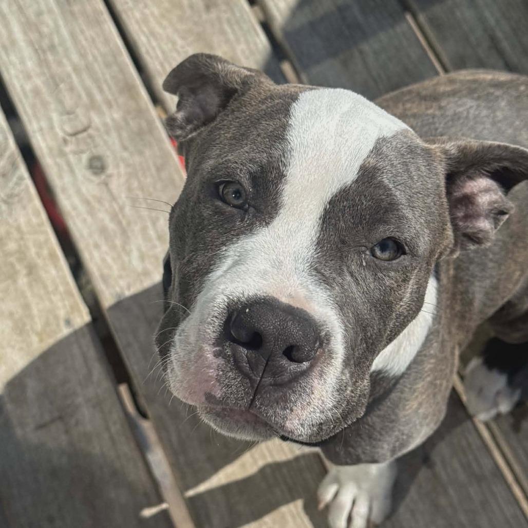 Derpy, a Adoptable Pit Bull Terrier in Overland Park, KS image 4/5