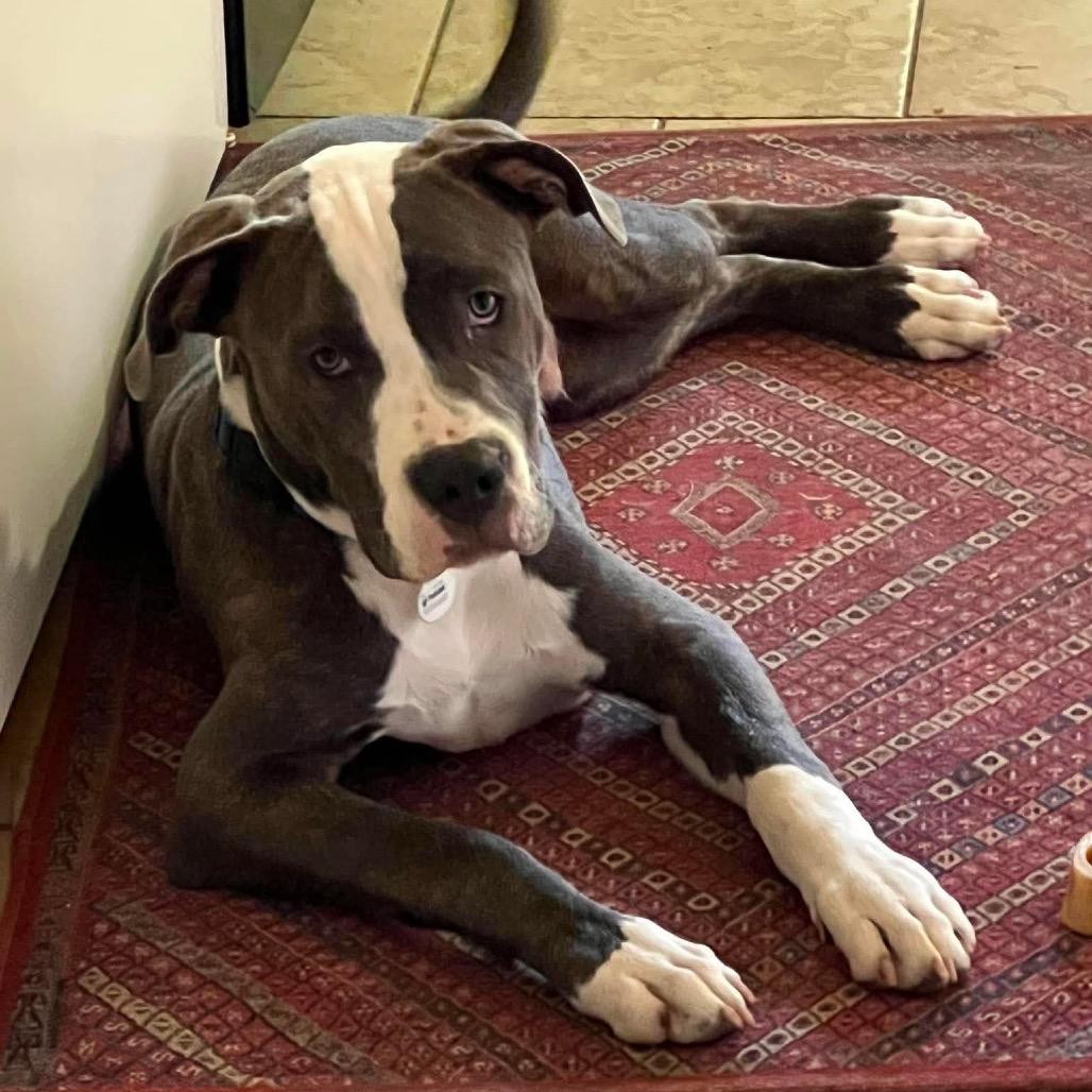 Derpy, a Adoptable Pit Bull Terrier in Overland Park, KS image 5/5