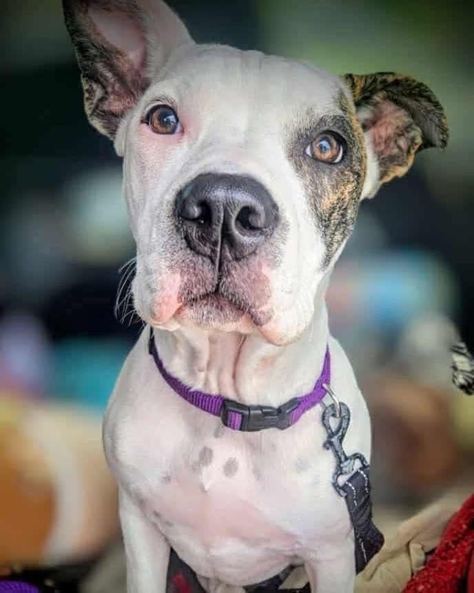 Beasley Ann, Adoptable, Puppy Female American Bulldog.
