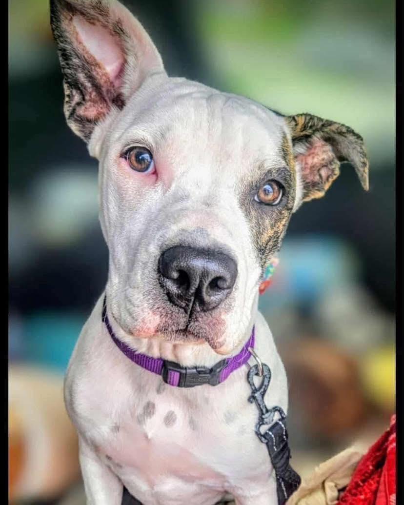 Beasley Ann, a Adoptable mixed breed in Broken Arrow, OK image 2/3