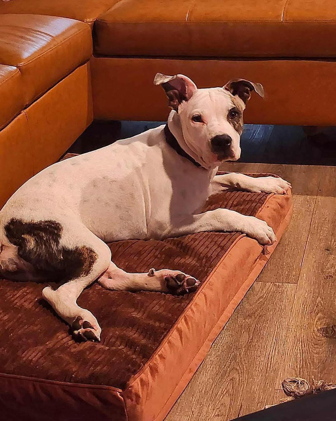 Beasley Ann, a Adoptable mixed breed in Broken Arrow, OK image 3/3