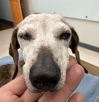 Bonnie, Adoptable, Adult Female Dachshund.
