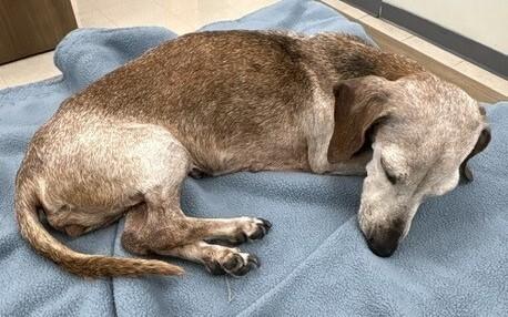 Enlarge Bonnie, a Adoptable Dachshund in Katy, TX image 2/2