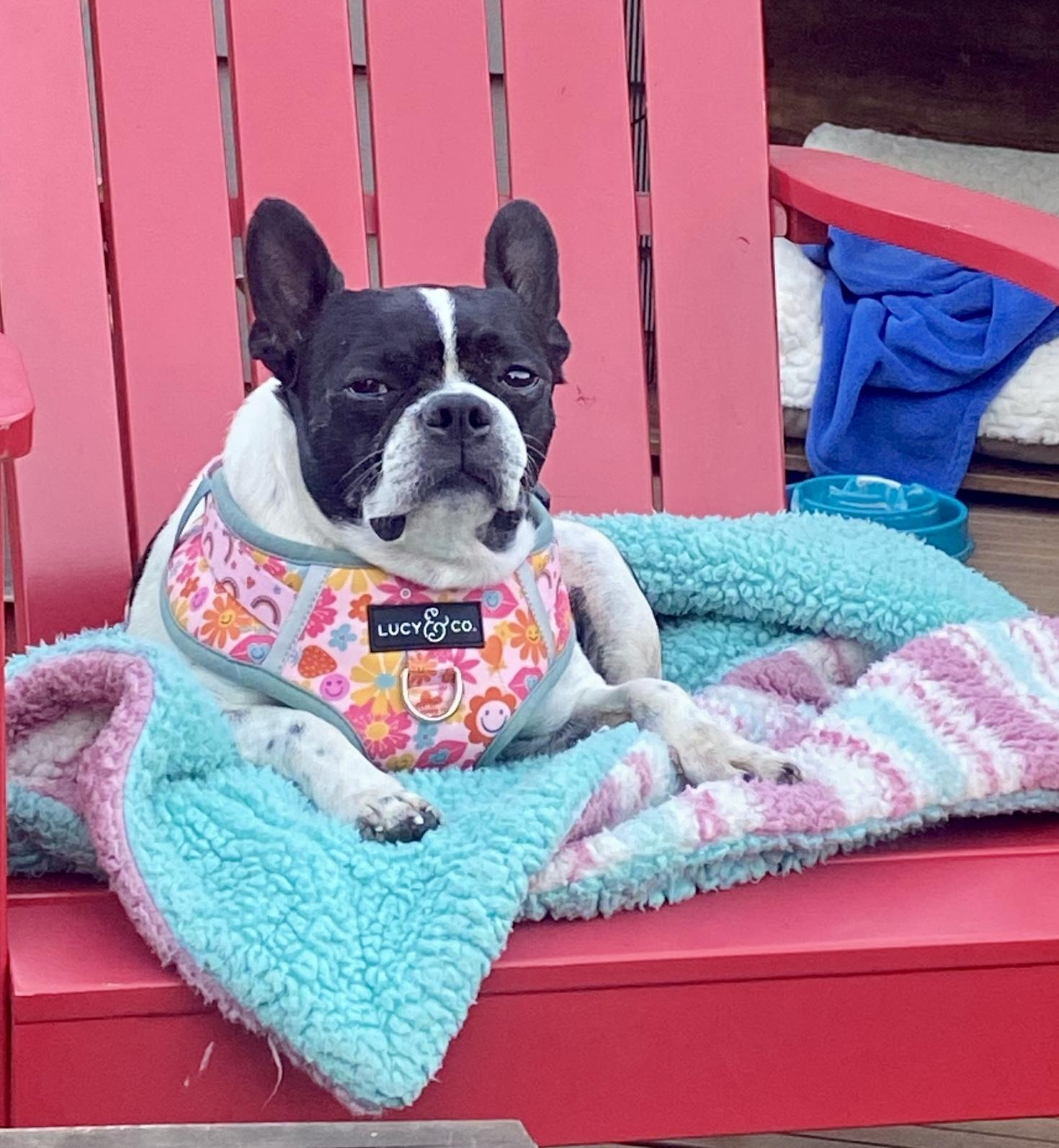 Enlarge Rosie, a Adoptable Boston Terrier in Seattle, WA image 1/5