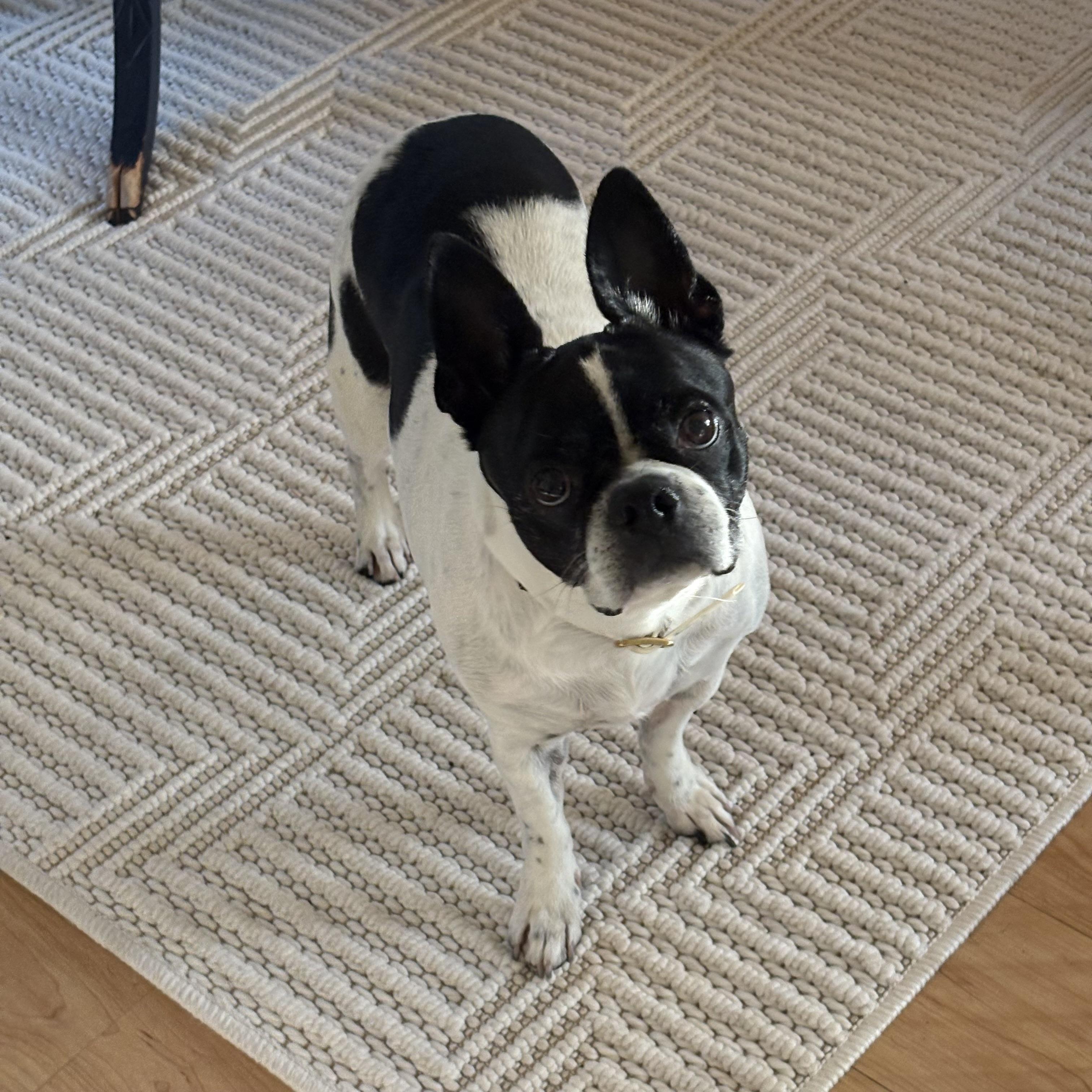 Enlarge Rosie, a Adoptable Boston Terrier in Seattle, WA image 2/5