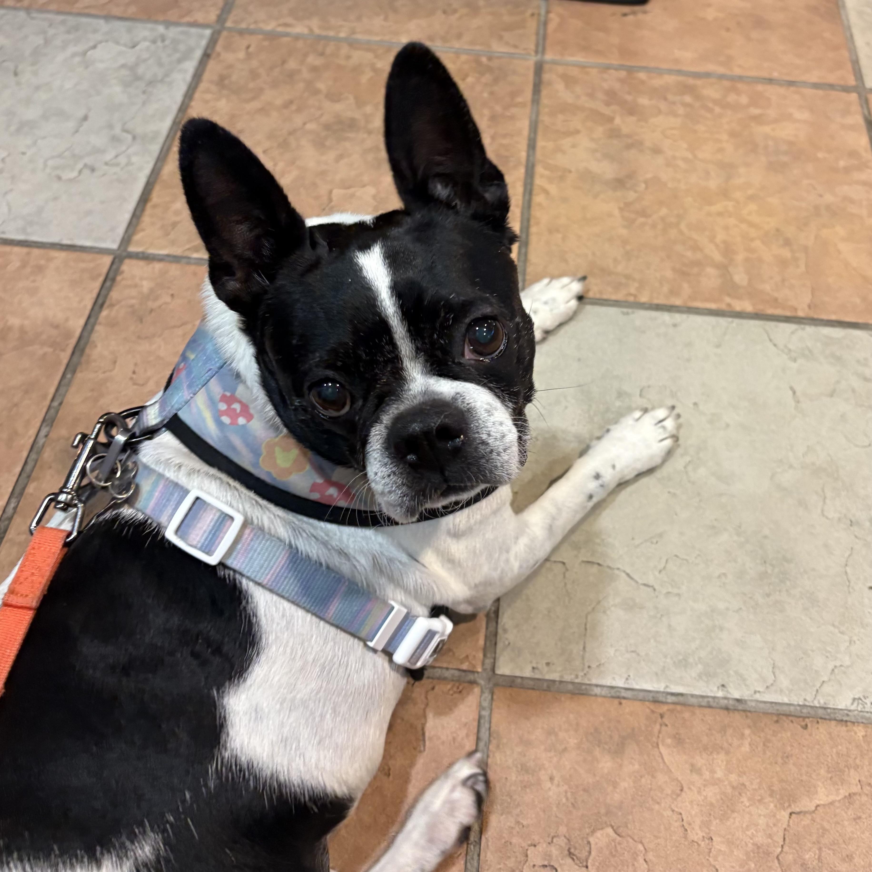 Enlarge Rosie, a Adoptable Boston Terrier in Seattle, WA image 3/5