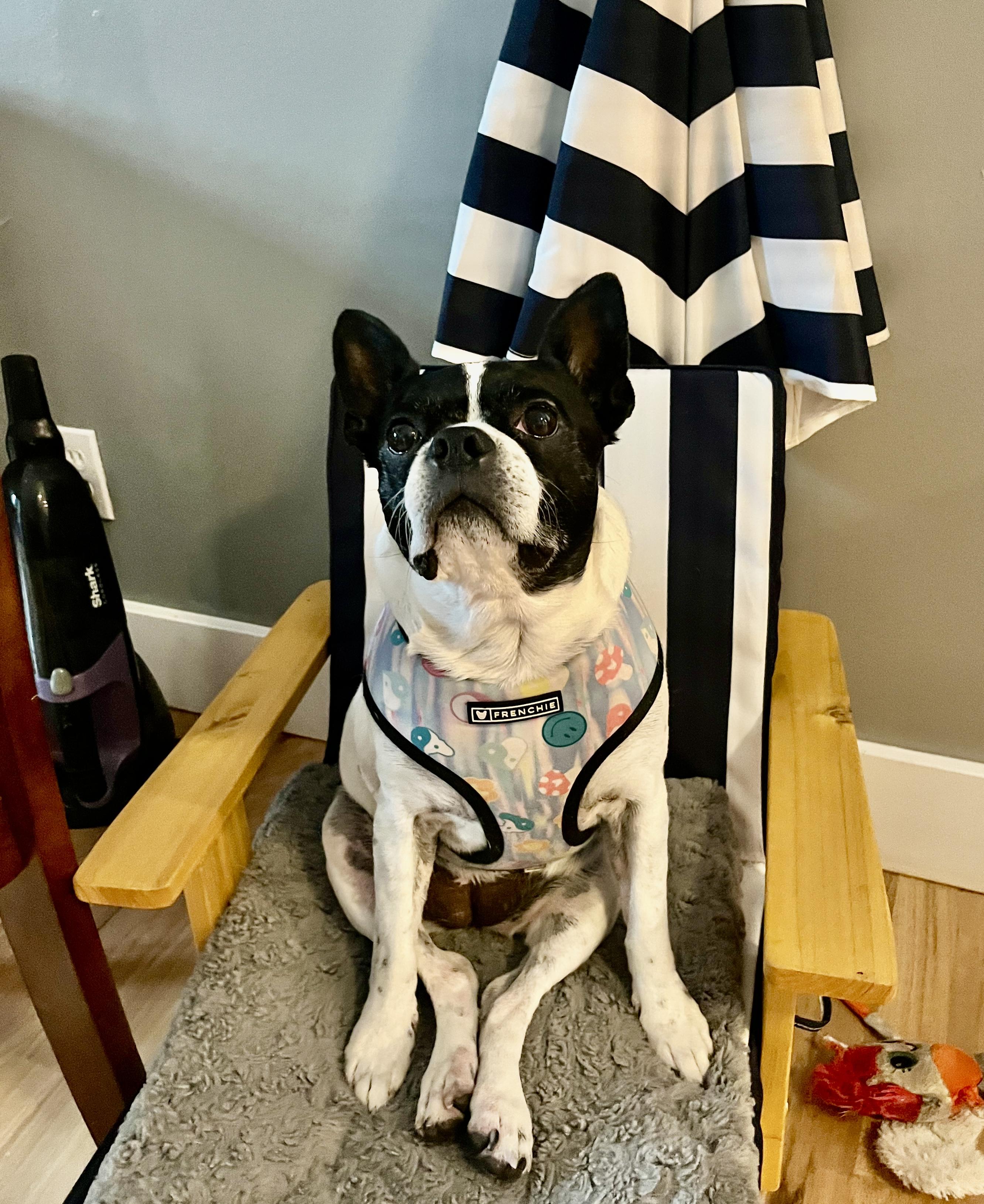 Enlarge Rosie, a Adoptable Boston Terrier in Seattle, WA image 4/5