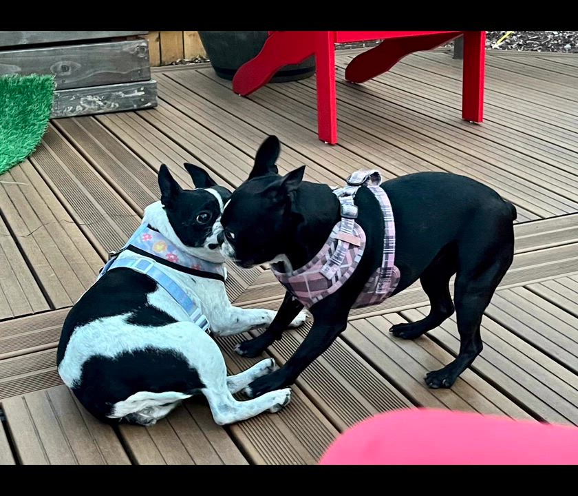 Enlarge Rosie, a Adoptable Boston Terrier in Seattle, WA video 5/5