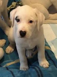 Enlarge Magnolia, a Adopted Labrador Retriever in Barnhart, MO image 1/2