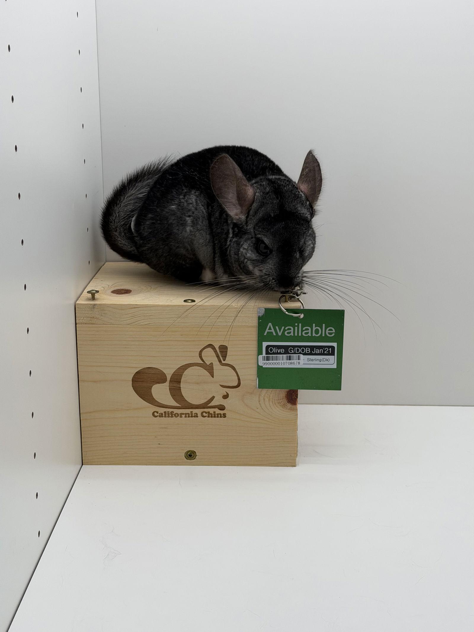 Enlarge Olive, a Adoptable Chinchilla in Sunnyvale, CA image 1/3