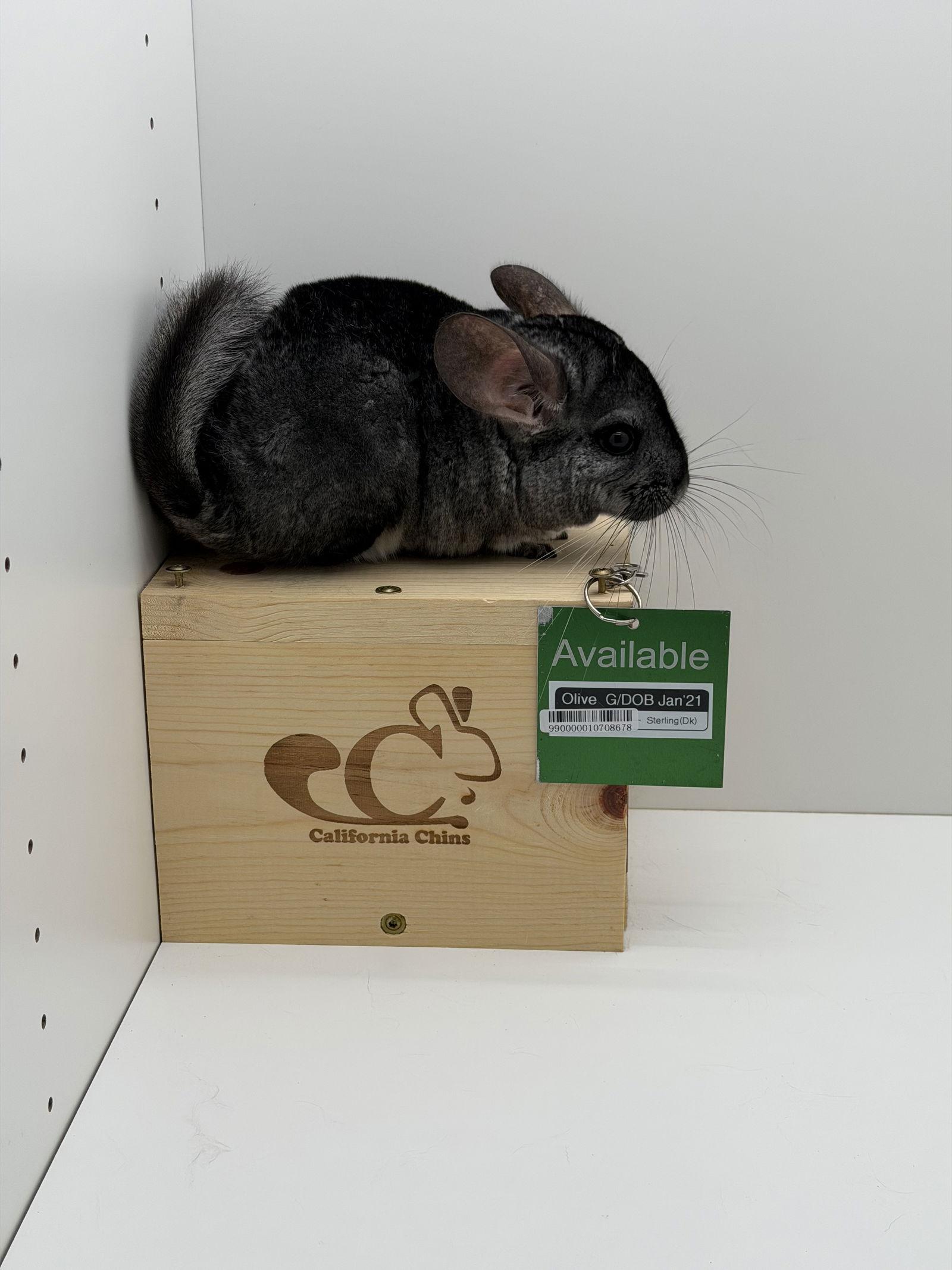 Enlarge Olive, a Adoptable Chinchilla in Sunnyvale, CA image 2/3