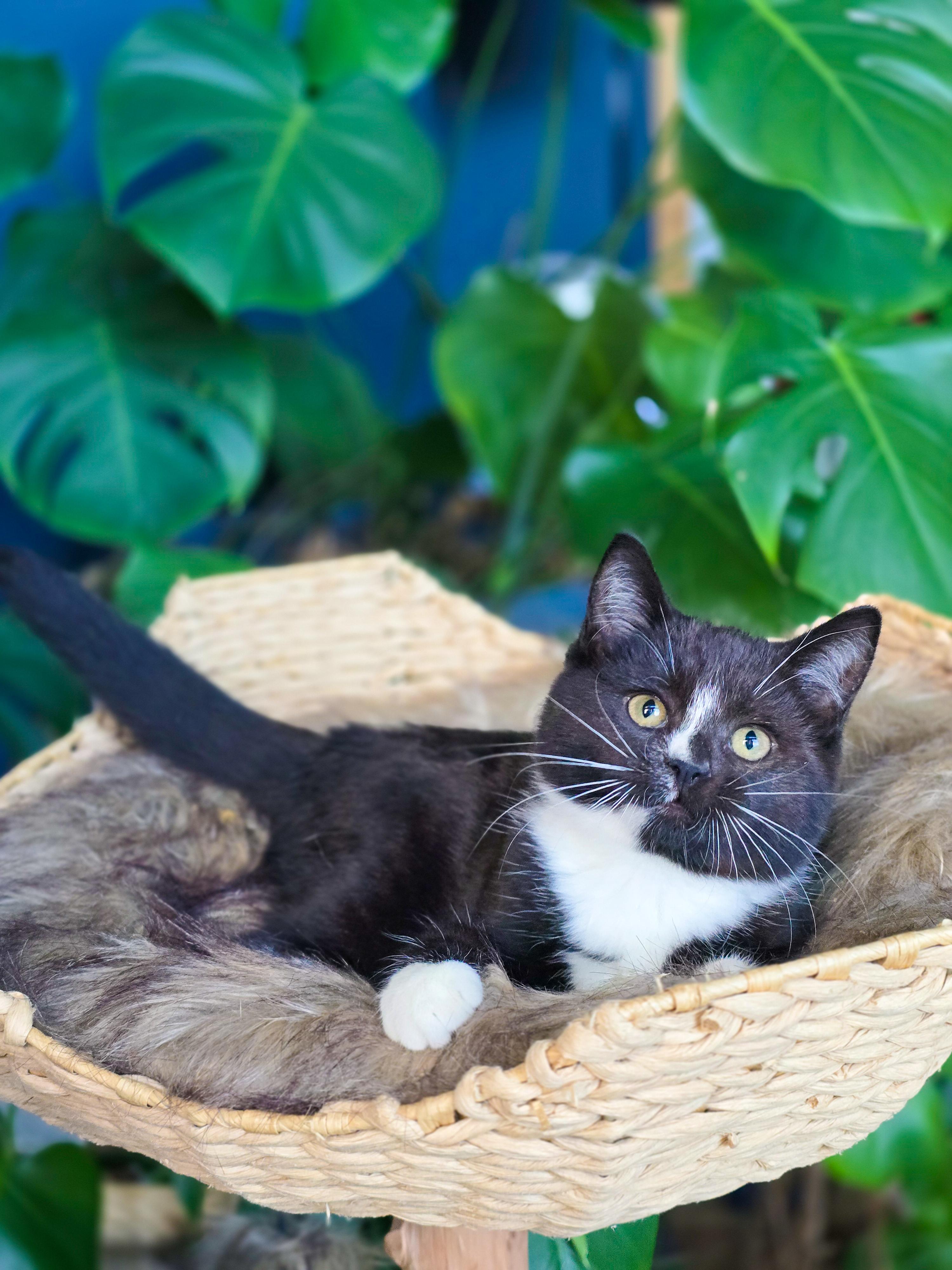 Enlarge Crinkle, a Adopted Domestic Short Hair in Mullica Hill, NJ image 2/4