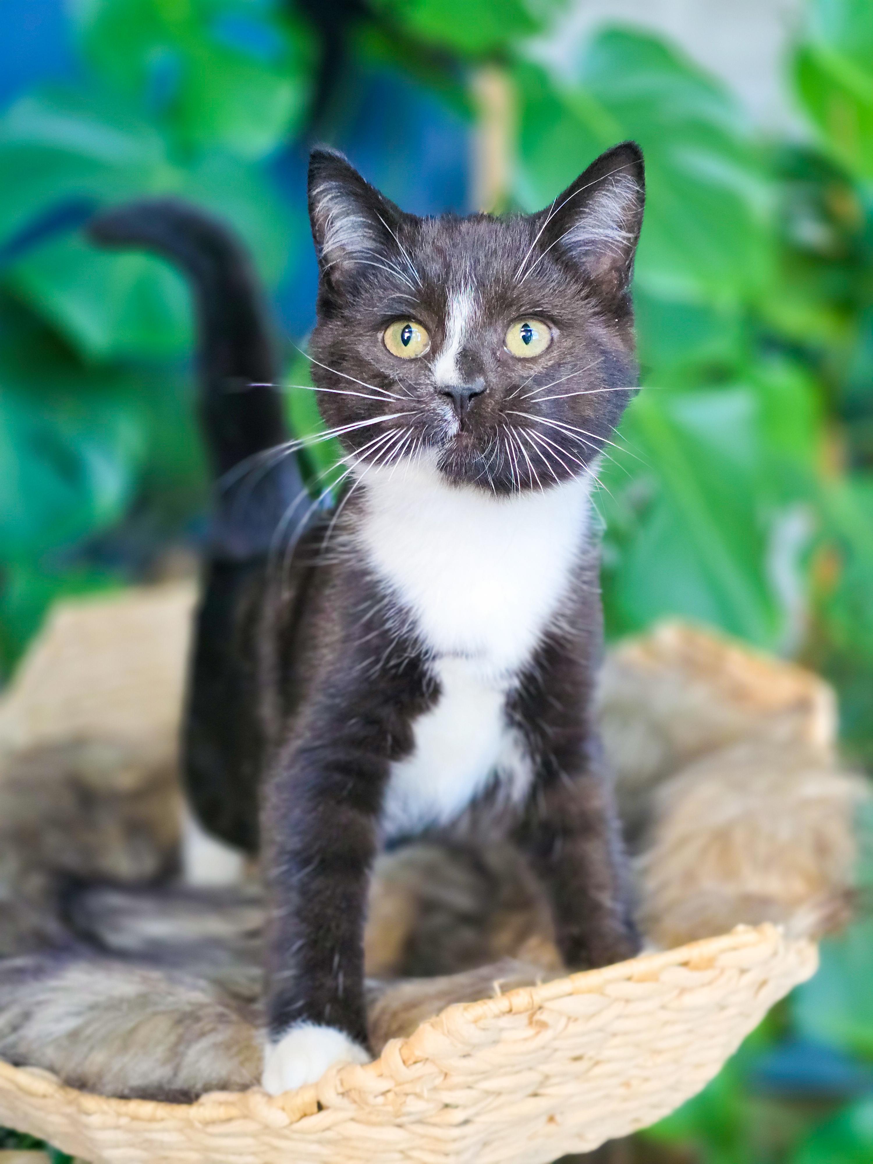 Enlarge Crinkle, a Adopted Domestic Short Hair in Mullica Hill, NJ image 3/4