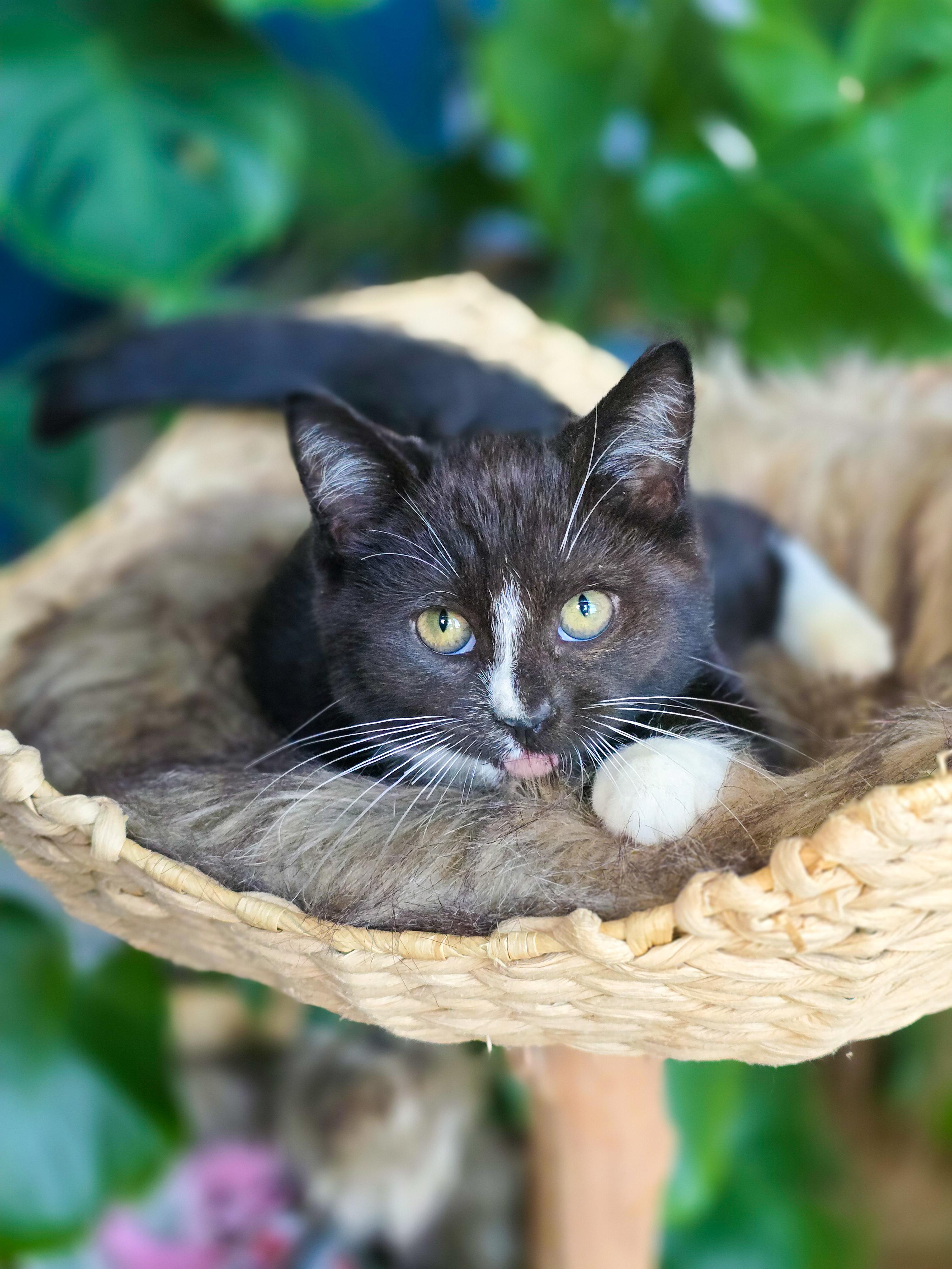 Enlarge Crinkle, a Adopted Domestic Short Hair in Mullica Hill, NJ image 4/4