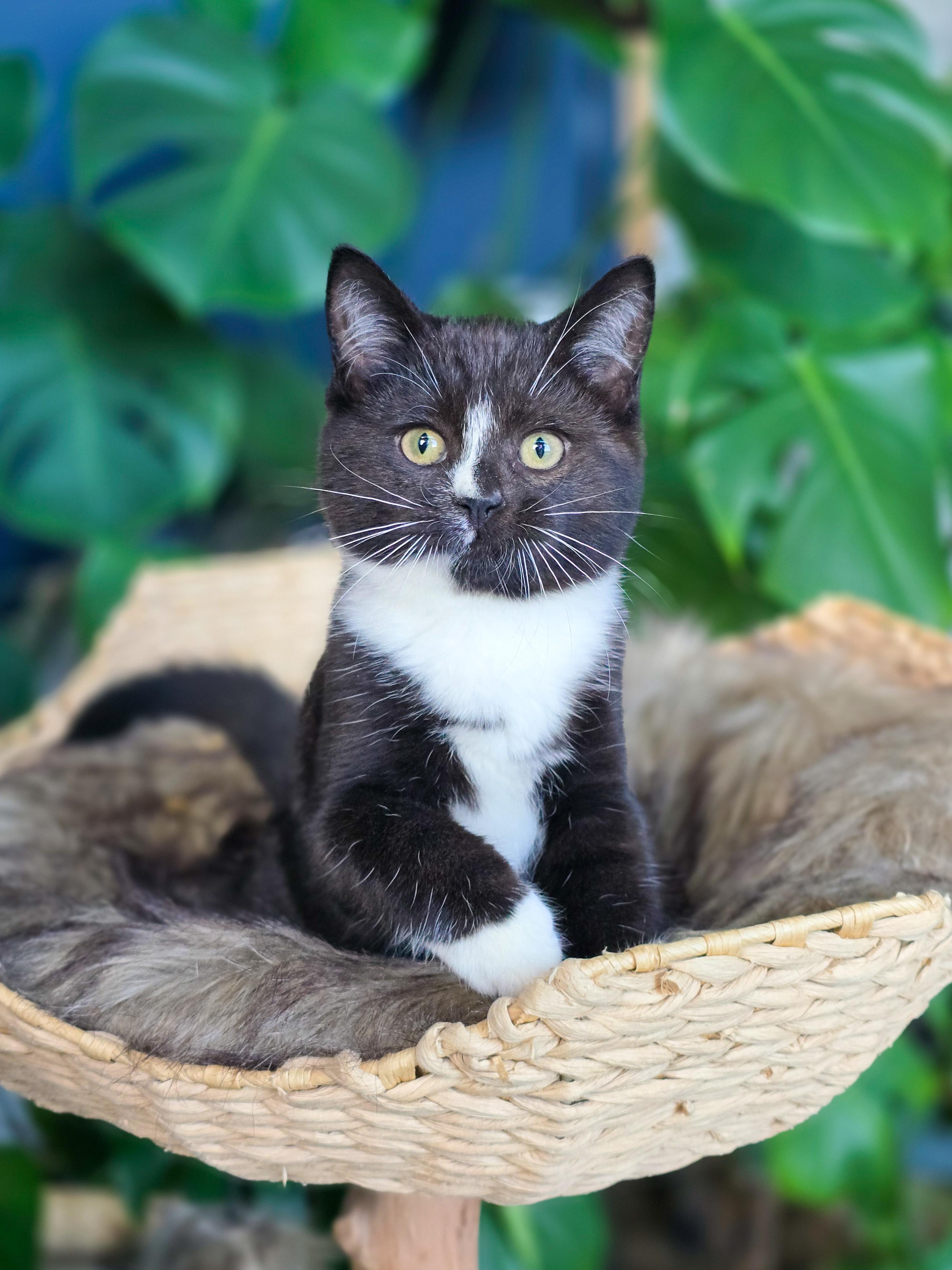 Enlarge Crinkle, a Adopted Domestic Short Hair in Mullica Hill, NJ image 1/4