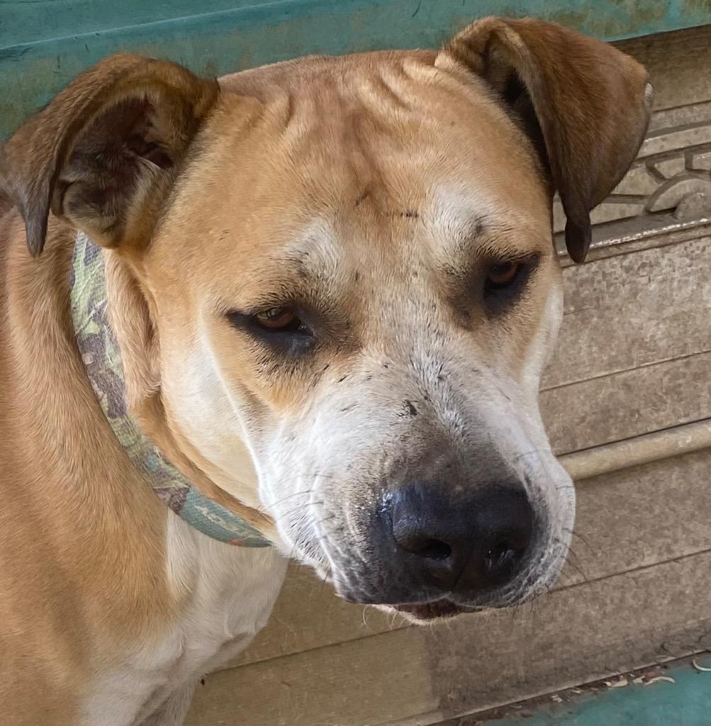 Enlarge Sam, a Adopted Mixed Breed in Little Rock, AR image 1/1