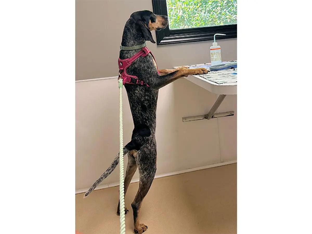Maggie (NC), an adopted Bluetick Coonhound in Knoxville, TN image 2/4