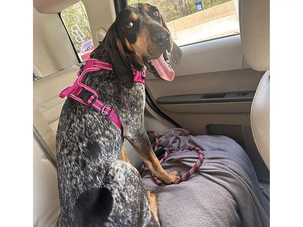 Maggie (NC), an adopted Bluetick Coonhound in Knoxville, TN image 3/4