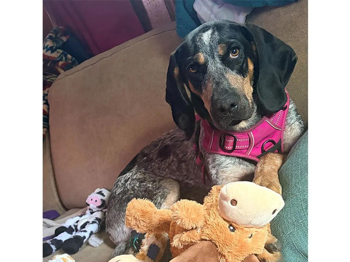 Maggie (NC), an adopted Bluetick Coonhound in Knoxville, TN image 4/4