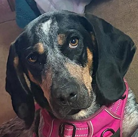 Maggie (NC), adopted, Young Female Bluetick Coonhound.