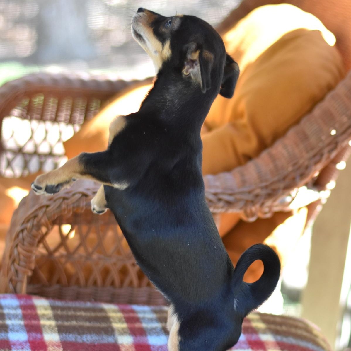 Enlarge Tinsley, an adopted mixed breed in Camillus, NY image 4/6