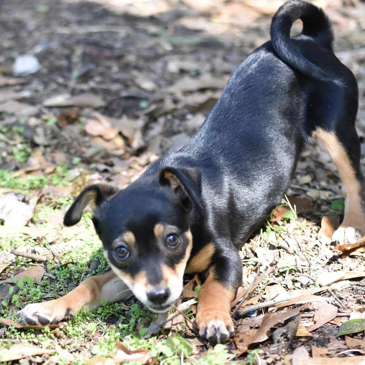 Enlarge Tinsley, an adopted mixed breed in Camillus, NY image 5/6