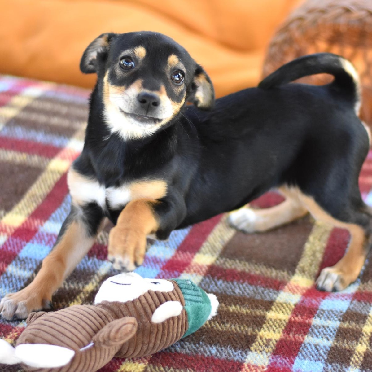 Enlarge Tinsley, an adopted mixed breed in Camillus, NY image 3/6