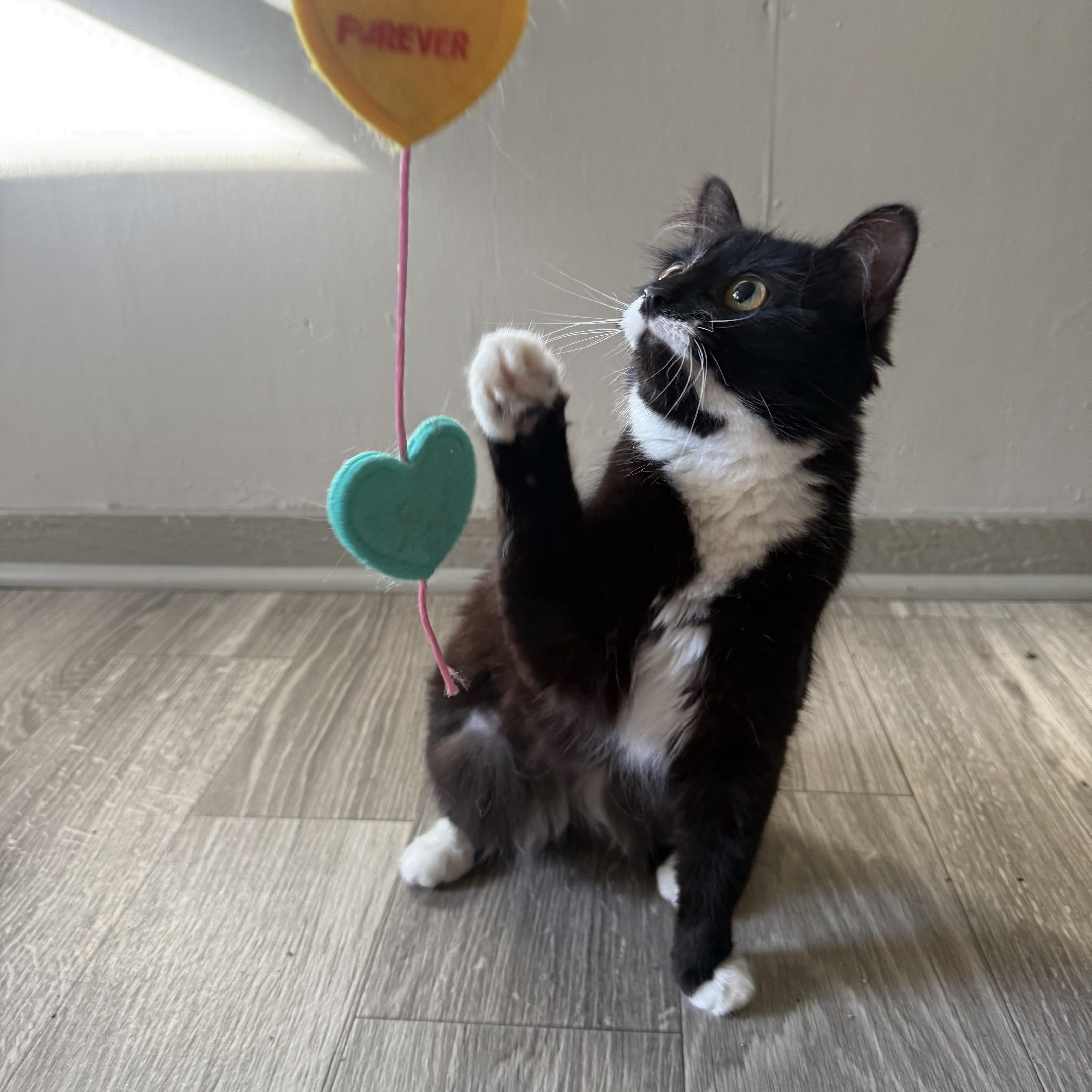 Enlarge Jane, a ADOPTABLE Domestic Medium Hair in Fort Oglethorpe, GA image 2/6