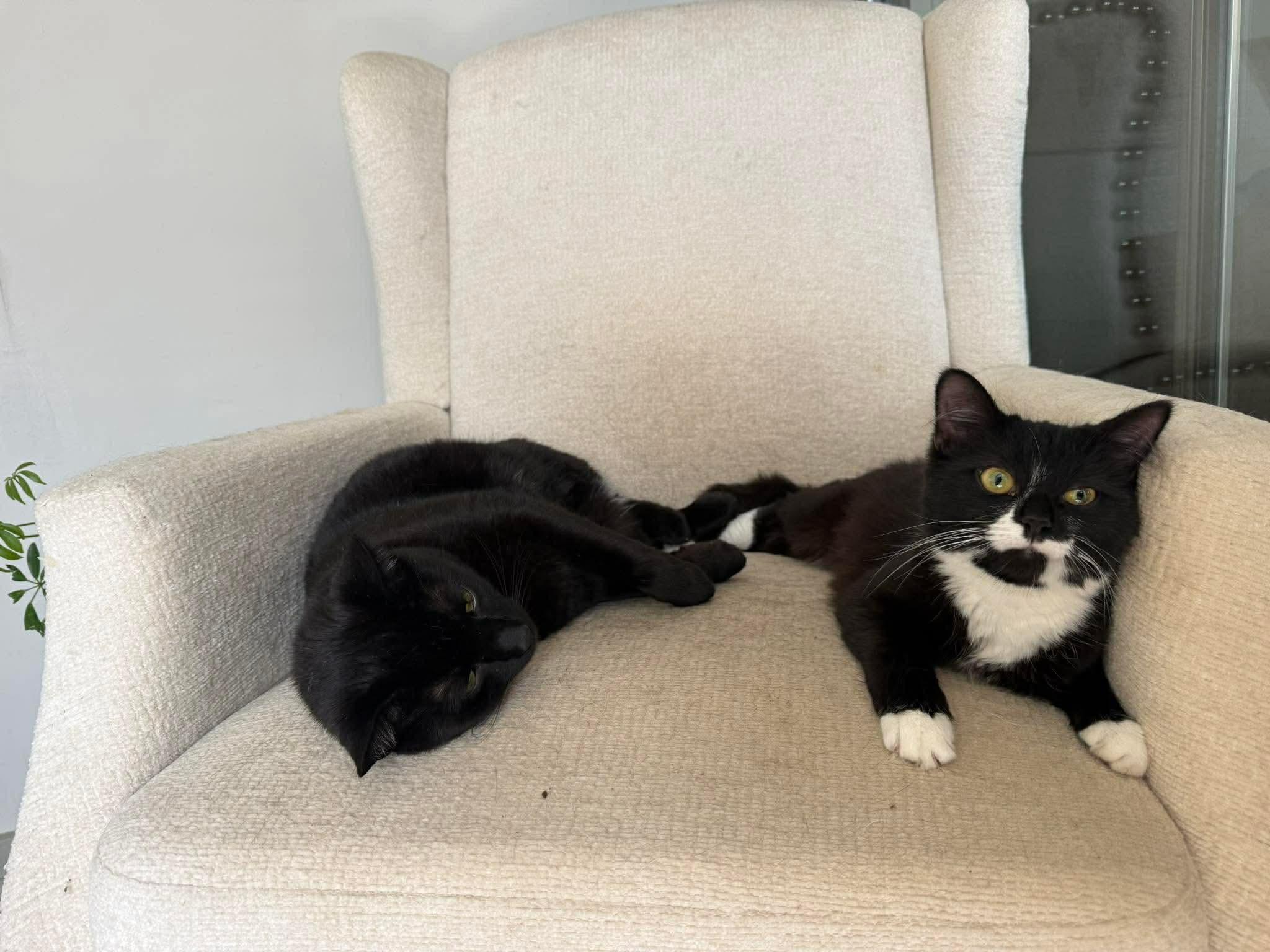 Enlarge Jane, a ADOPTABLE Domestic Medium Hair in Fort Oglethorpe, GA image 6/6