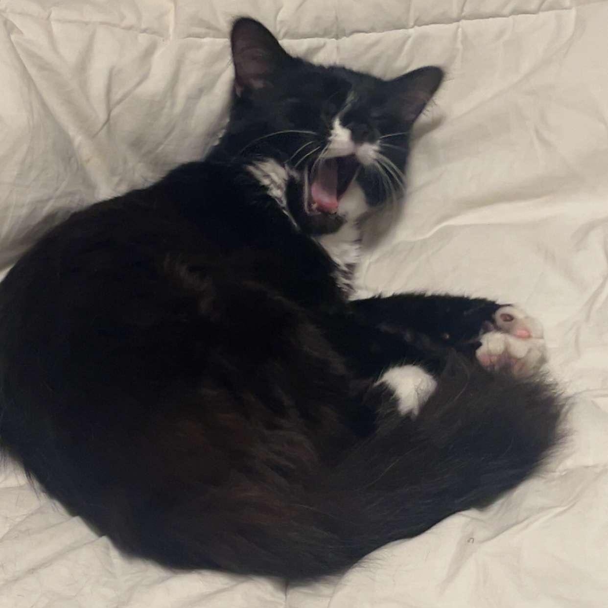 Enlarge Jane, a ADOPTABLE Domestic Medium Hair in Fort Oglethorpe, GA image 4/6