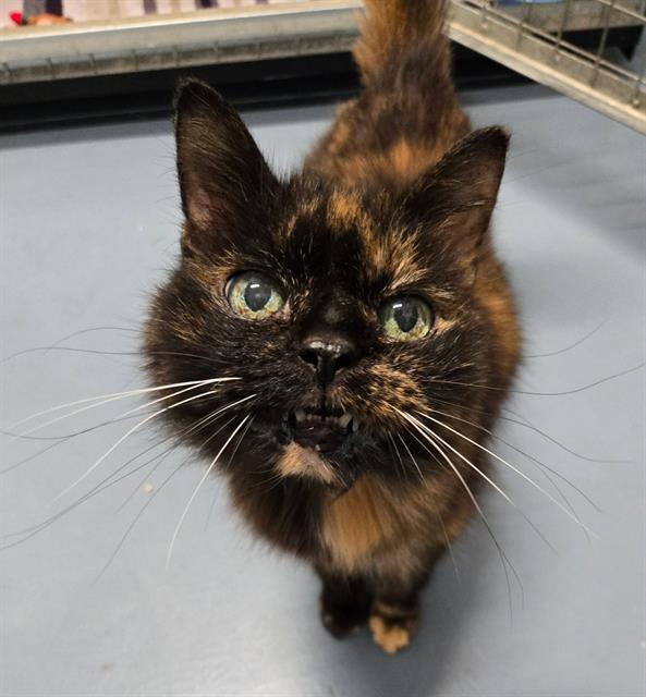 FLEONIA, Adoptable, Senior Female Domestic Medium Hair.