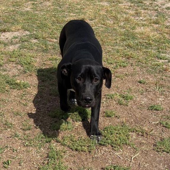 Florence, ADOPTABLE, Young Female Labrador Retriever & Pit Bull Terrier.