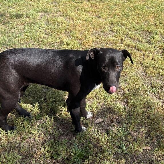 Enlarge Florence, a ADOPTABLE mixed breed in Valdosta, GA image 2/3