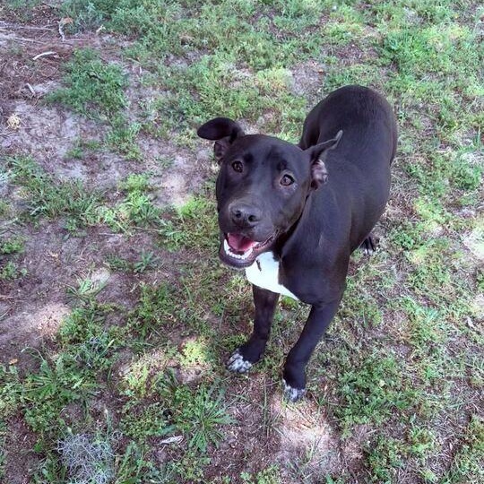 Enlarge Florence, a ADOPTABLE mixed breed in Valdosta, GA image 3/3