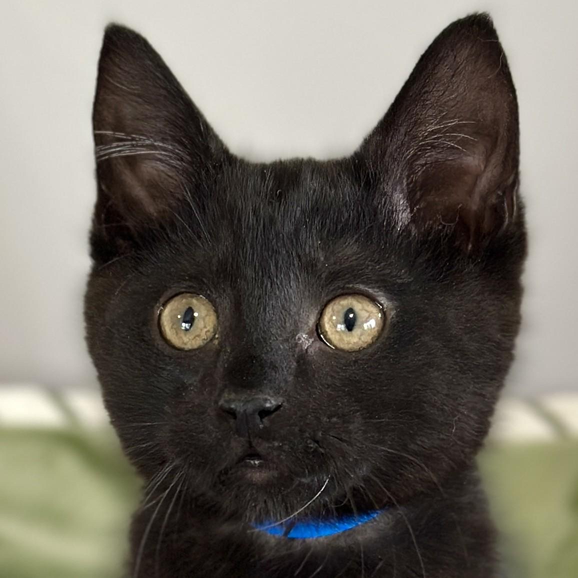 Larry, an adopted Domestic Short Hair in Victor, NY image 2/5